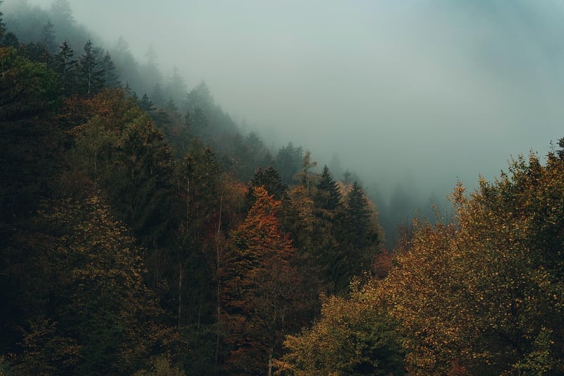 Mysterious Forest