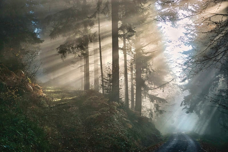 Surreal Hand Planet Forest Fog